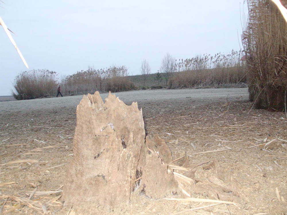 TANCABESTI SECAT - DSCF3477.jpg